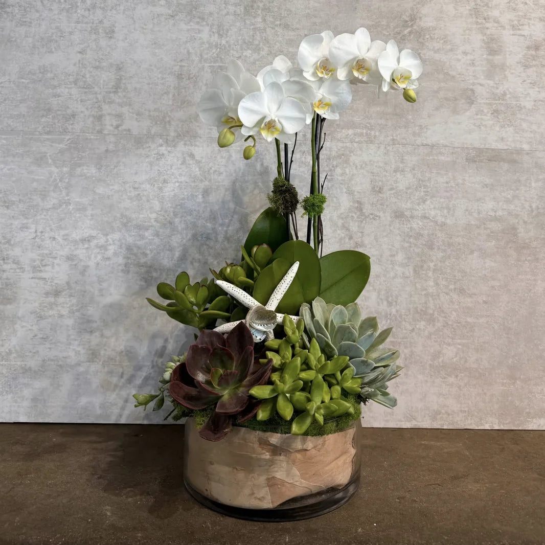 Double White Orchid Plant & Succulent Garden