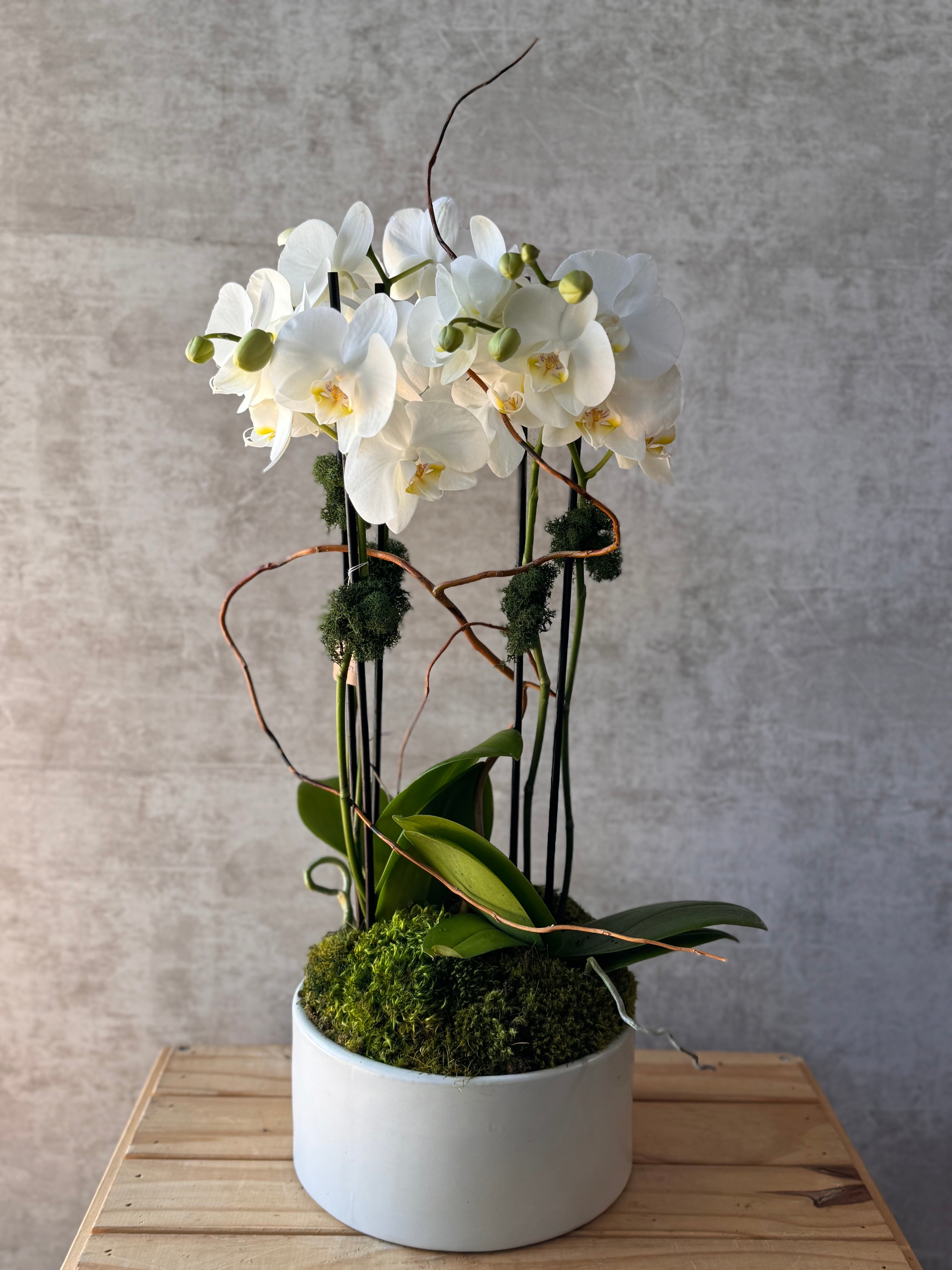 Multi-bloom Orchid In A White Ceramic Pot
