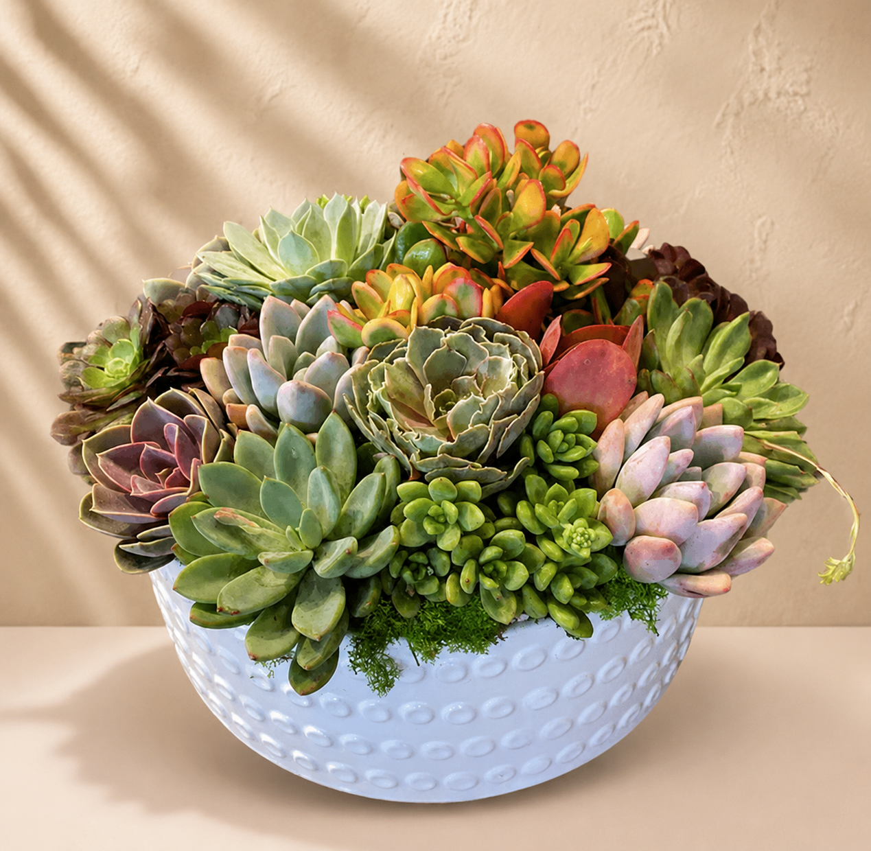 Large Mixed Succulent Garden