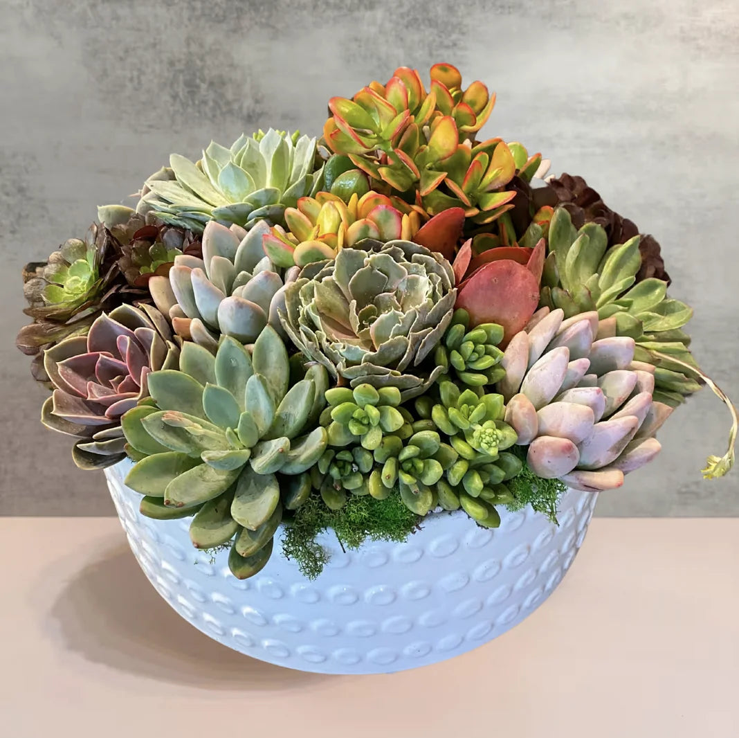 Large Mixed Succulent Garden