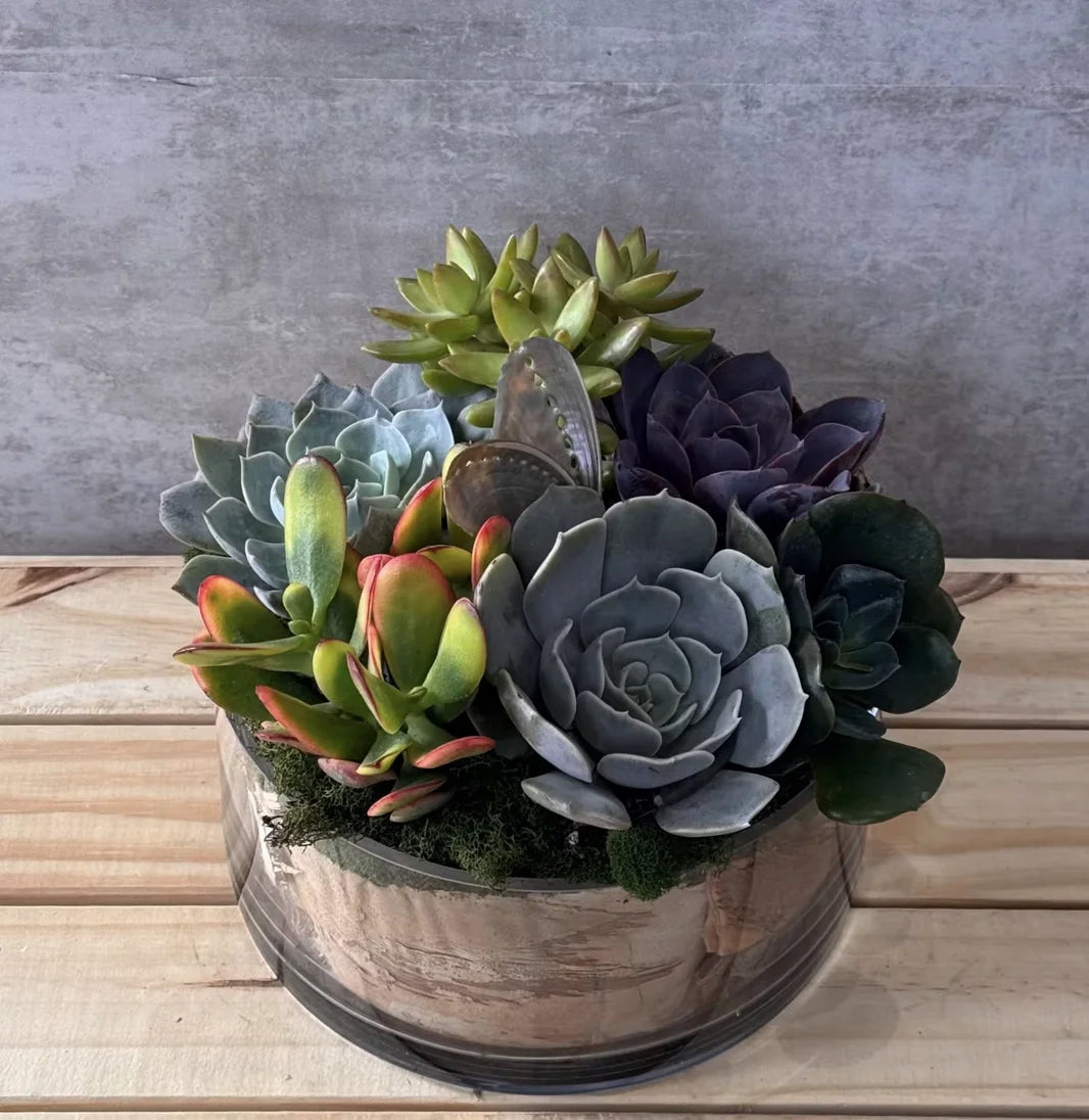 Layered Succulent Plant Garden