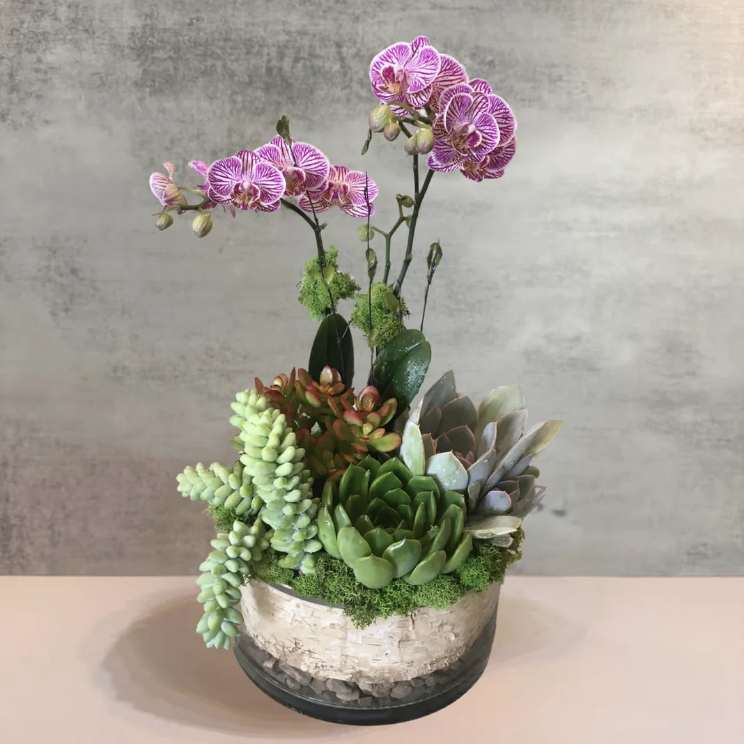 Pink Orchid Succulent Garden