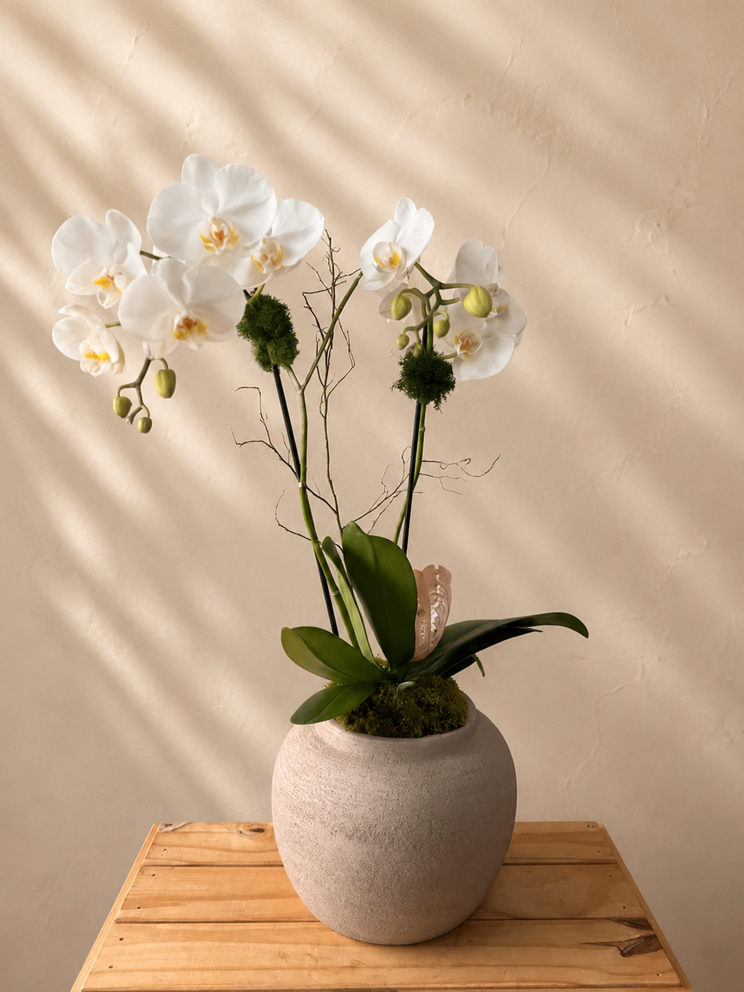 Sand&White orchid plant