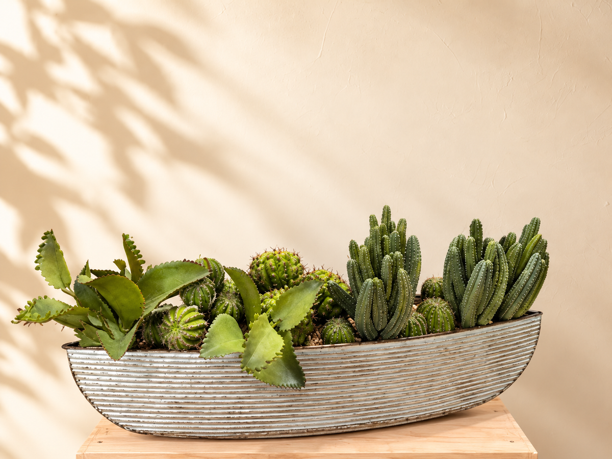 Succulent Boat With Cactus