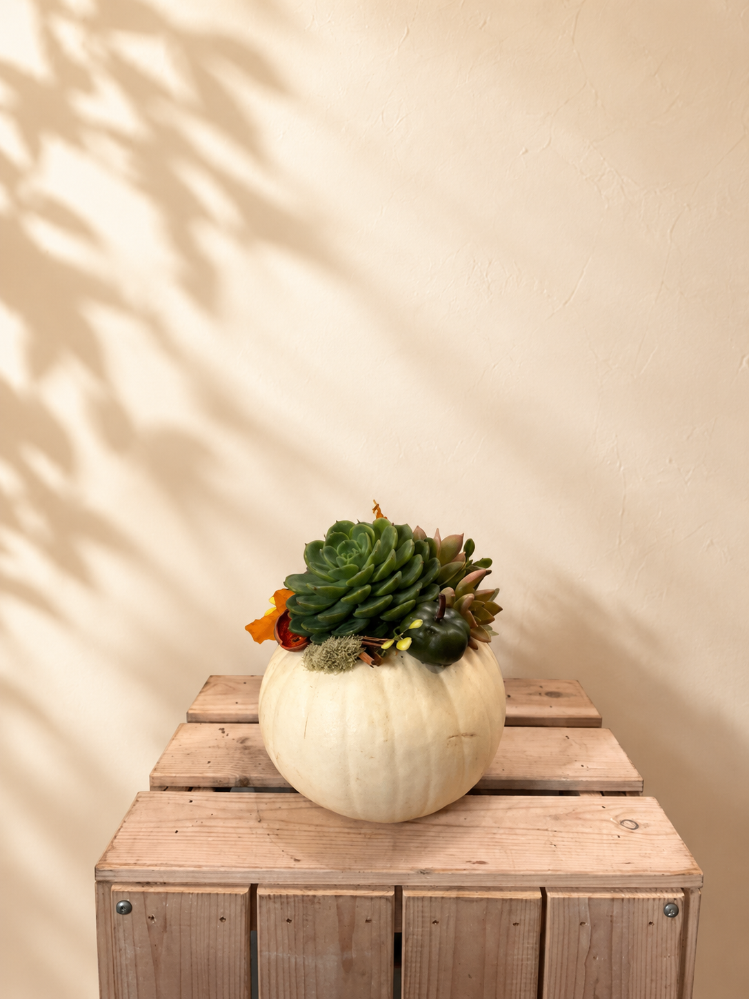 Small Size Pumpkin