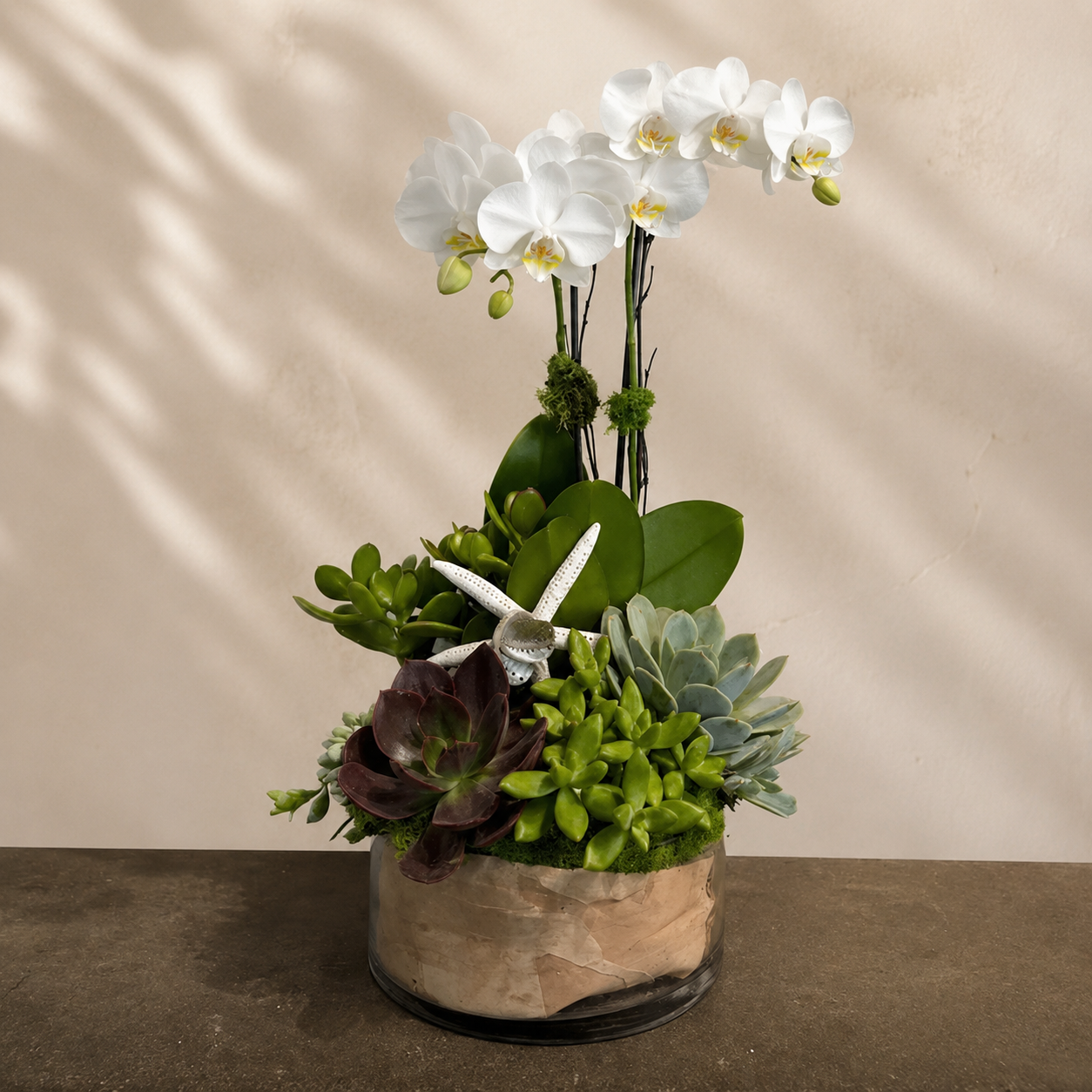 Double White Orchid Plant & Succulent Garden