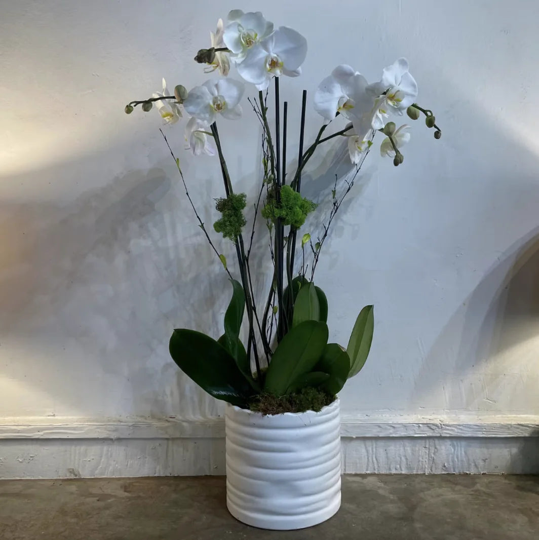 Elevated Multi-Bloom Orchid