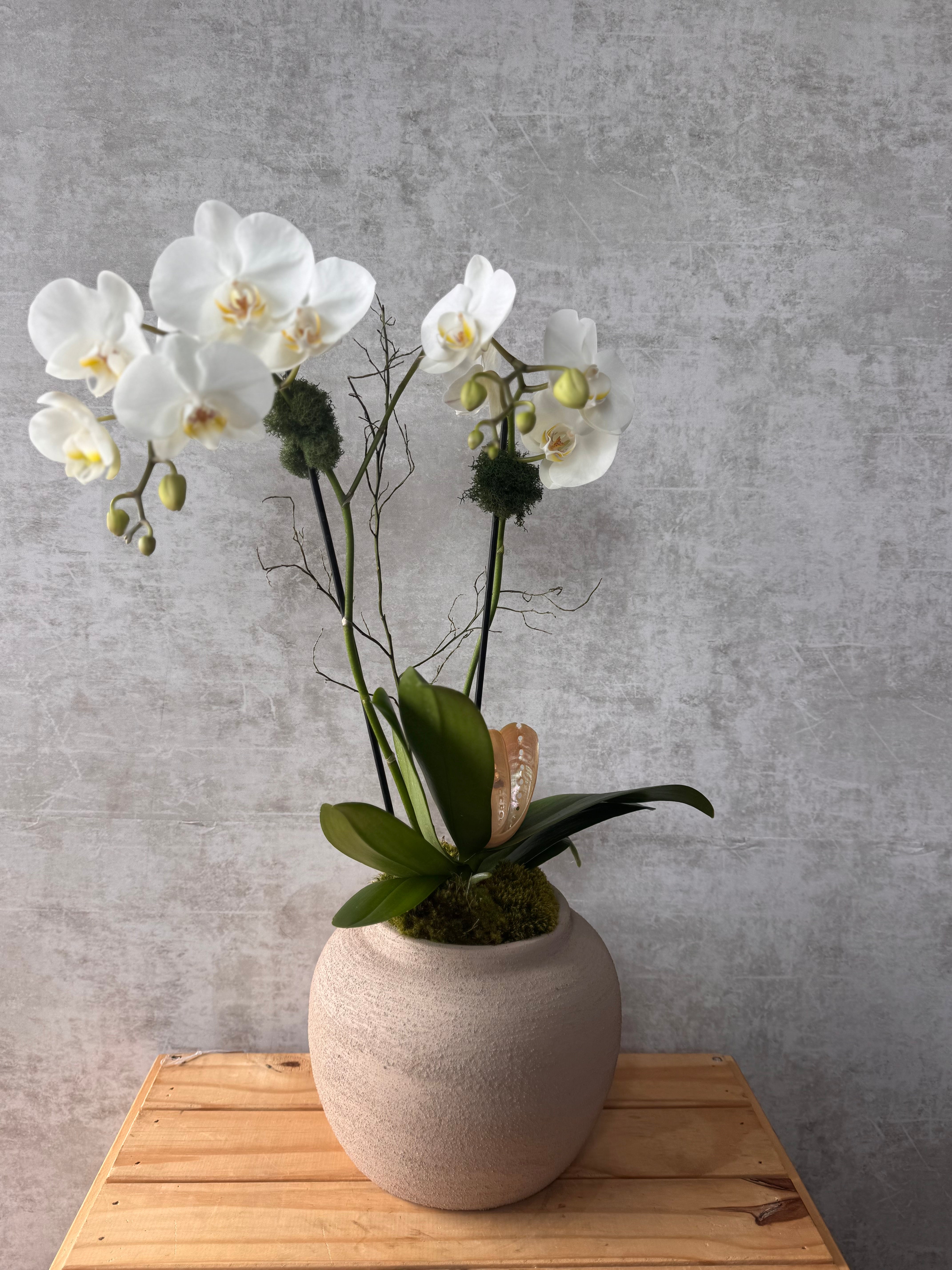 Sand&White orchid plant