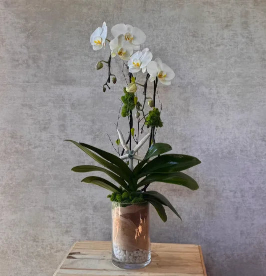 Manhattan Orchid