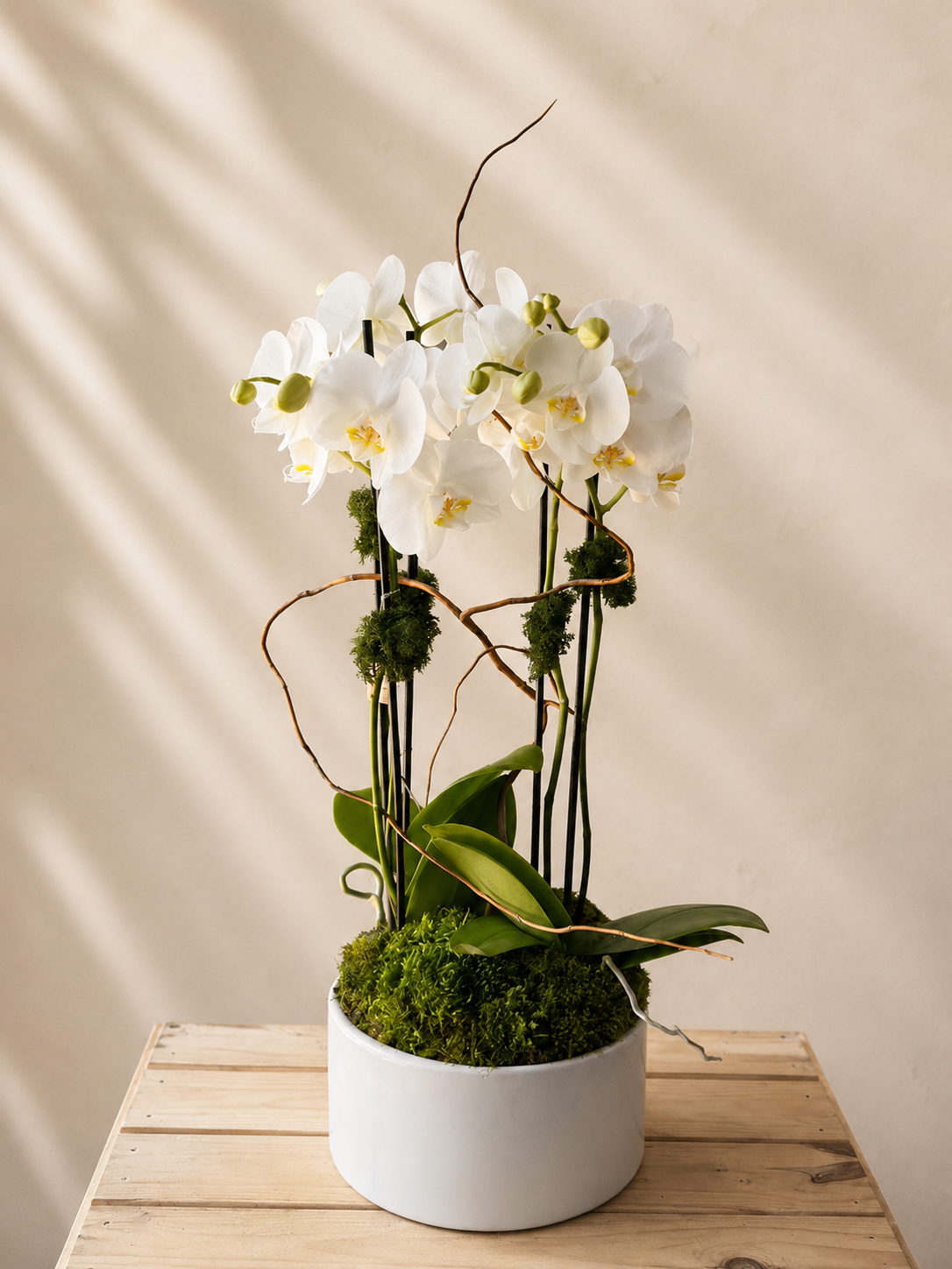 Multi-bloom Orchid In A White Ceramic Pot