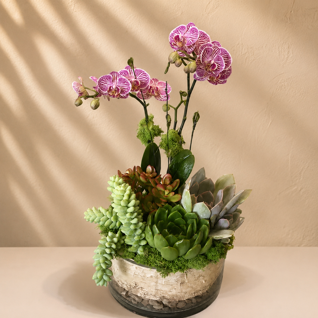Pink Orchid Succulent Garden
