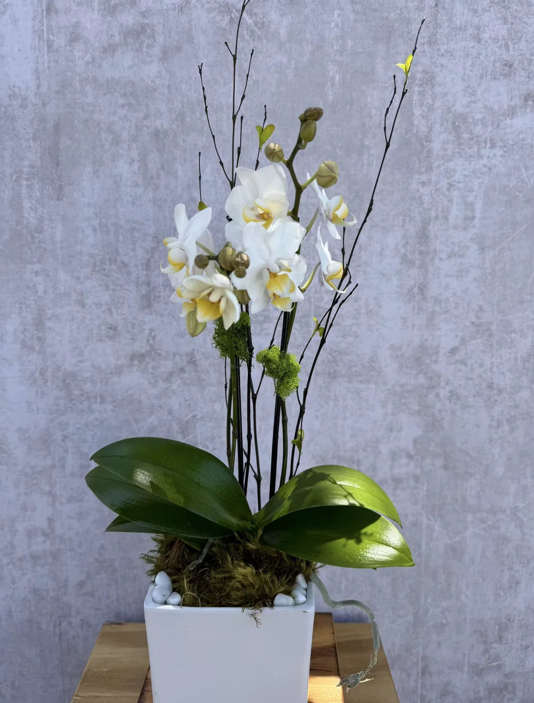 Pure Harmony Orchid