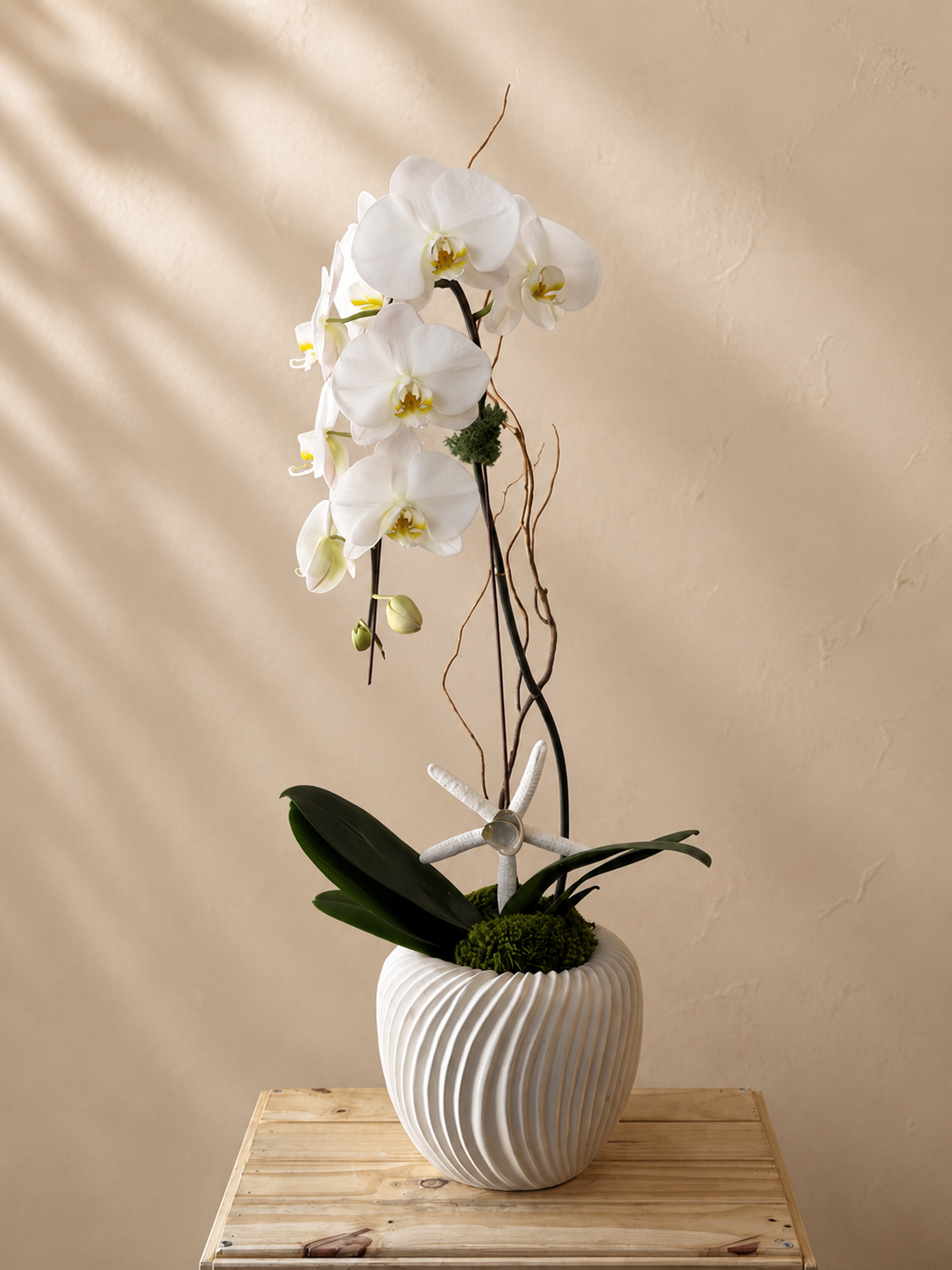 cloud orchid