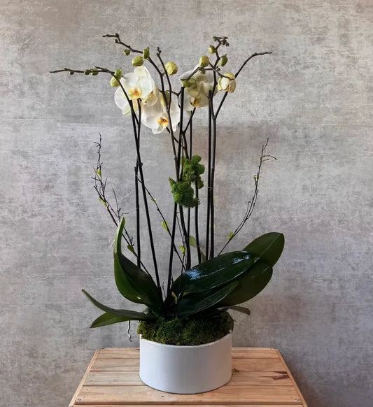 Multi-bloom Orchid In A White Ceramic Pot